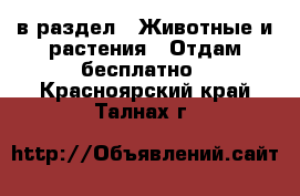  в раздел : Животные и растения » Отдам бесплатно . Красноярский край,Талнах г.